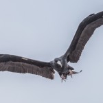 4024 Frigatebird, Genovesa Island, Galapagos