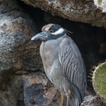 4030 Yellow-crowned Night Heron (Nyctanassa violacea), Genovesa Island, Galapagos