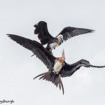 4032 Young Frigatebirds Antics, Genovesa Island, Galapagos