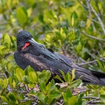 4034 Male Frigatebird, Genovesa Island, Galapagos