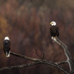 4041 Bald Eagles, Bosque del Apache, New Mexico