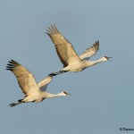 4049 Sandhill Cranes (Grus canadensis), Bosque del Apache NWR, New Mexico