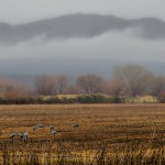 4051 Foggy Morning, Bosque del Apache, New Mexico