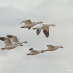 4053 Snow Geese (Chen caerulescens), Bosque del Apache, New Mexico