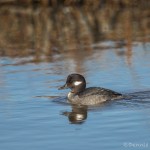 4060 Female Bufflehead (Bucephala albeola), Bosque del Apache, New Mexico