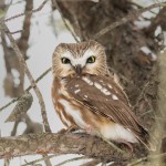4069 Northern Saw-whet Owl (Aegolius acadicus ), Ontario, Canada