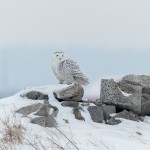 4070 Snowy Owl (Bubo scandiacus), Ontario, Canada