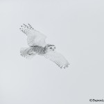 4071 Snowy Owl (Bubo scandiacus), Ontario, Canada