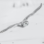 4074 Snowy Owl (Bubo scandiacus), Ontario, Canada