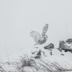 4075 Snowy Owl (Bubo scandiacus), Ontario, Canada