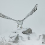 4076 Snowy Owl (Bubo scandiacus), Ontario, Canada