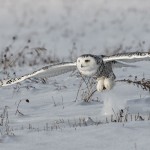 4080 Snowy Owl (Bubo scandiacus), Ontario, Canada