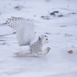 4085 Snowy Owl (Bubo scandiacus), Ontario, Canada