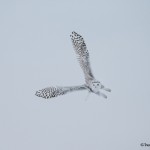 4087 Snowy Owl (Bubo scandiacus), Ontario, Canada