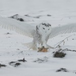 4092 Snowy Owl (Bubo scandiacus), Ontario, Canada