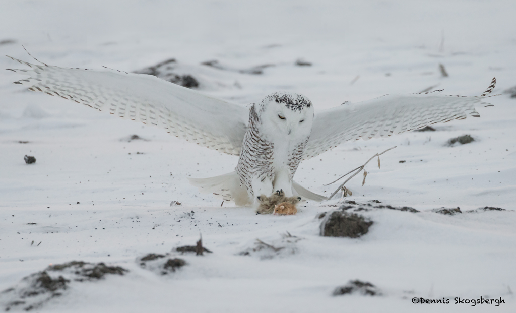 4092 Snowy Owl (Bubo scandiacus), Ontario, Canada - Dennis Skogsbergh ...