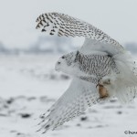4095 Snowy Owl (Bubo scandiacus), Ontario, Canada