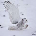 4096 Snowy Owl (Bubo scandiacus), Ontario, Canada