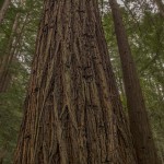 4107 Redwoods, The Forest of Nisene Marks State Park, Big Sur, CA