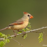 4133 Female Northern Cardinal (Cardinalis cardinalis), Rio Grande Valley, TX