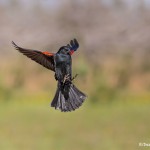 4135 Male Red-winged Blackbird (Agelaius phoeniceus), Rio Grande Valley, TX