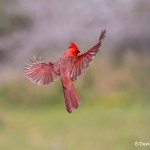 4137 Male Northern Cardinal (Cardinalis cardinalis), Rio Grande Valley, TX