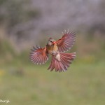 4139 Female Northern Cardinal (Cardinalis cardinalis), Rio Grande Valley, TX