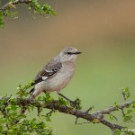 4141 Northern Mockingbird (Minimus polyglottos), Rio Grande Valley, TX