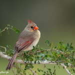 4145 Female Northern Cardinal (Cardinalis cardinalis), Rio Grande Valley, TX