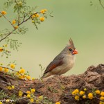 4147 Female Northern Cardinal (Cardinalis cardinalis), Rio Grande Valley, TX