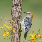 4151 Male Golden-fronted Woodpecker (Melanerpes aurifrons), Rio Grande Valley, TX