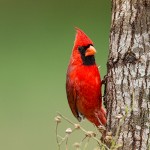 4153 Male Northern Cardinal (Cardinalis cardinalis), Rio Grande Valley, TX