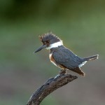 4154 Female Belted Kingfisher (Megaceryle aleyon), Rio Grande Valley, TX