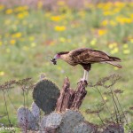 4156 Juvenile Crested Caracara (Caracara cheriway), Rio Grande Valley, TX