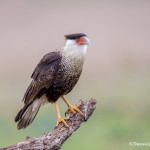 4160 Adult Crested Caracara (Caracara cheriway), Rio Grande Valley, TX