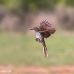 4167 Long-billed Thrasher (Toxostoma longirostre), Rio Grande Valley, TX