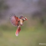 4171 Female Northern Cardinal (Cardinalis cardinalis), Rio Grande Valley, TX
