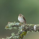 4172 Clay-colored Sparrow (Spizella pallida), Rio Grande Valley, TX
