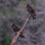 4173 Turkey Vultures (Cathartes aura), Rio Grande Valley, TX