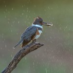 4174 Female Belted Kingfisher (Megaceryle alcyon), Rio Grande Valley, TX