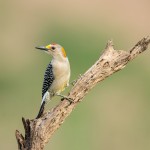 4178 Male Golden-fronted Woodpecker (Melanerpes aurifrons), Rio Grande Valley, TX