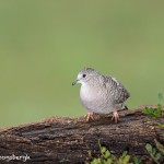 4181 Inca Dove (Columbina inca), Rio Grande Valley, TX