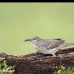 4182 Curve-billed Thrasher (Toxostoma curvirostre), Rio Grande Valley, TX