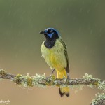 4183 Green Jay (Cyanocorax yneas), Rio Grande Valley, TX