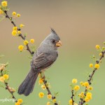 4184 Female Pyrrhuloxia (Cardinalis sinuatus), Rio Grande Valley, TX