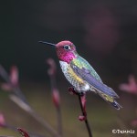 4185 Male Anna's Hummingbird (Calypte anna), Vancouver Island, Canada