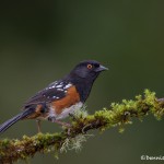 4194 Spotted Towhee (Pipilo maculatus), Vancouver Island, Canada