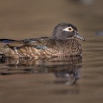 4196 Female Wood Duck (Aix sponsa), Victoria BC