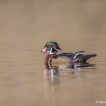4199 Male Wood Duck (Aix sponsa), Victoria, BC