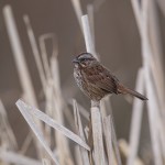 42032 Song Sparrow (Melospiza melodia), Vancouver Island, Canada